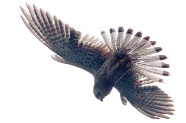 20 June 2020 - 12-47-45

-------------------------------
Kestrel hovering and hunting over Dartmouth
